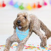 It's My Birthday! Confetti Dog Bandana