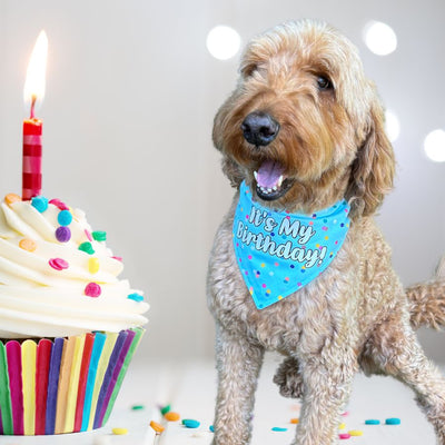 It's My Birthday! Confetti Dog Bandana